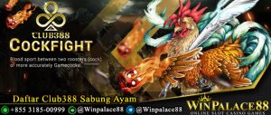 Daftar Club388 Sabung Ayam